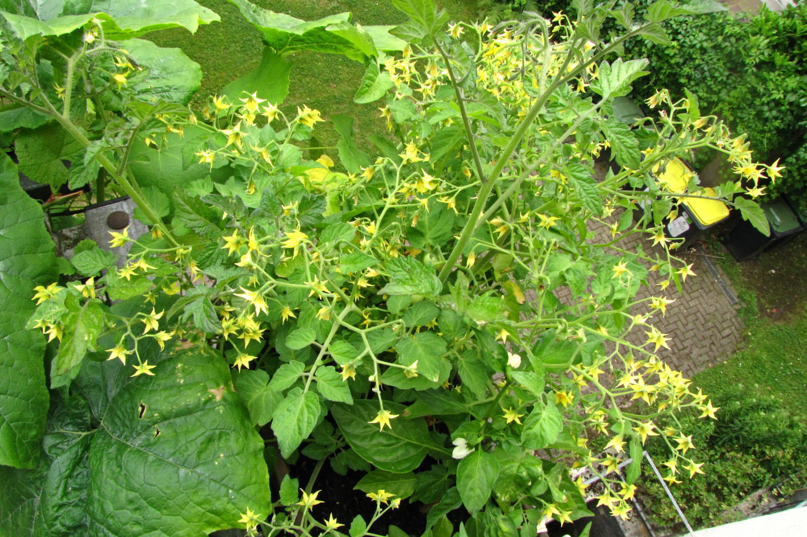balconyveggies2015-150707-01.jpg