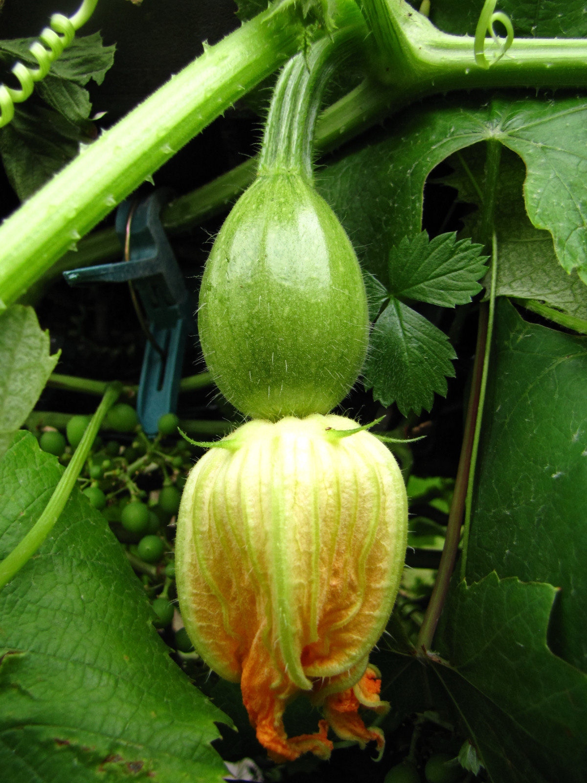 balconyveggies2015-150707-02.jpg
