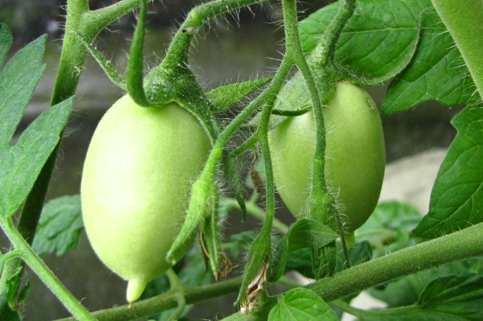 balconyveggies2015-150709-04.jpg