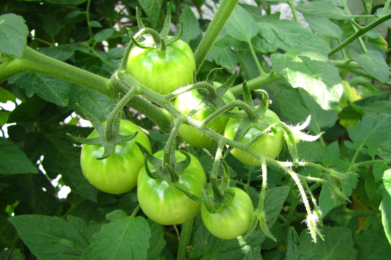 balconyveggies2015-150718-02.jpg
