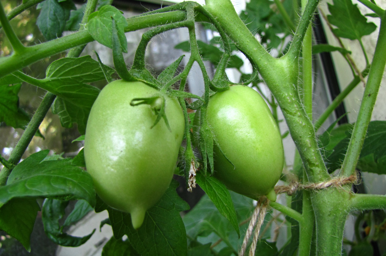 balconyveggies2015-150718-05.jpg