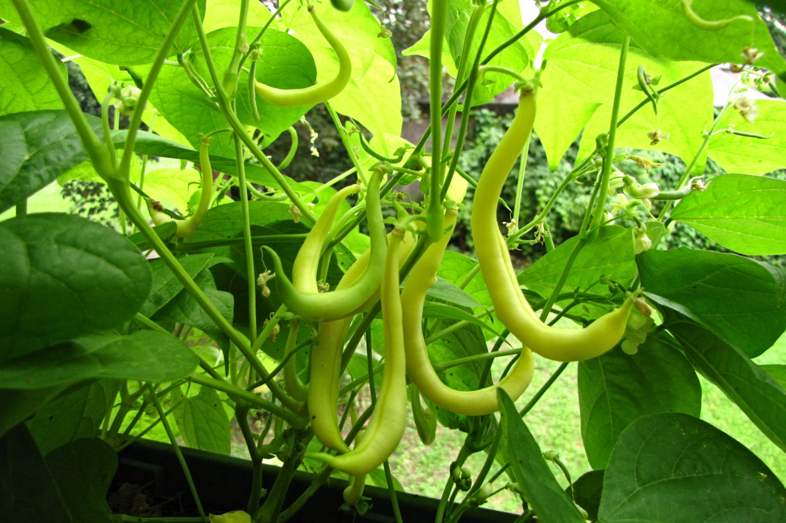 balconyveggies2015-150719-01.jpg