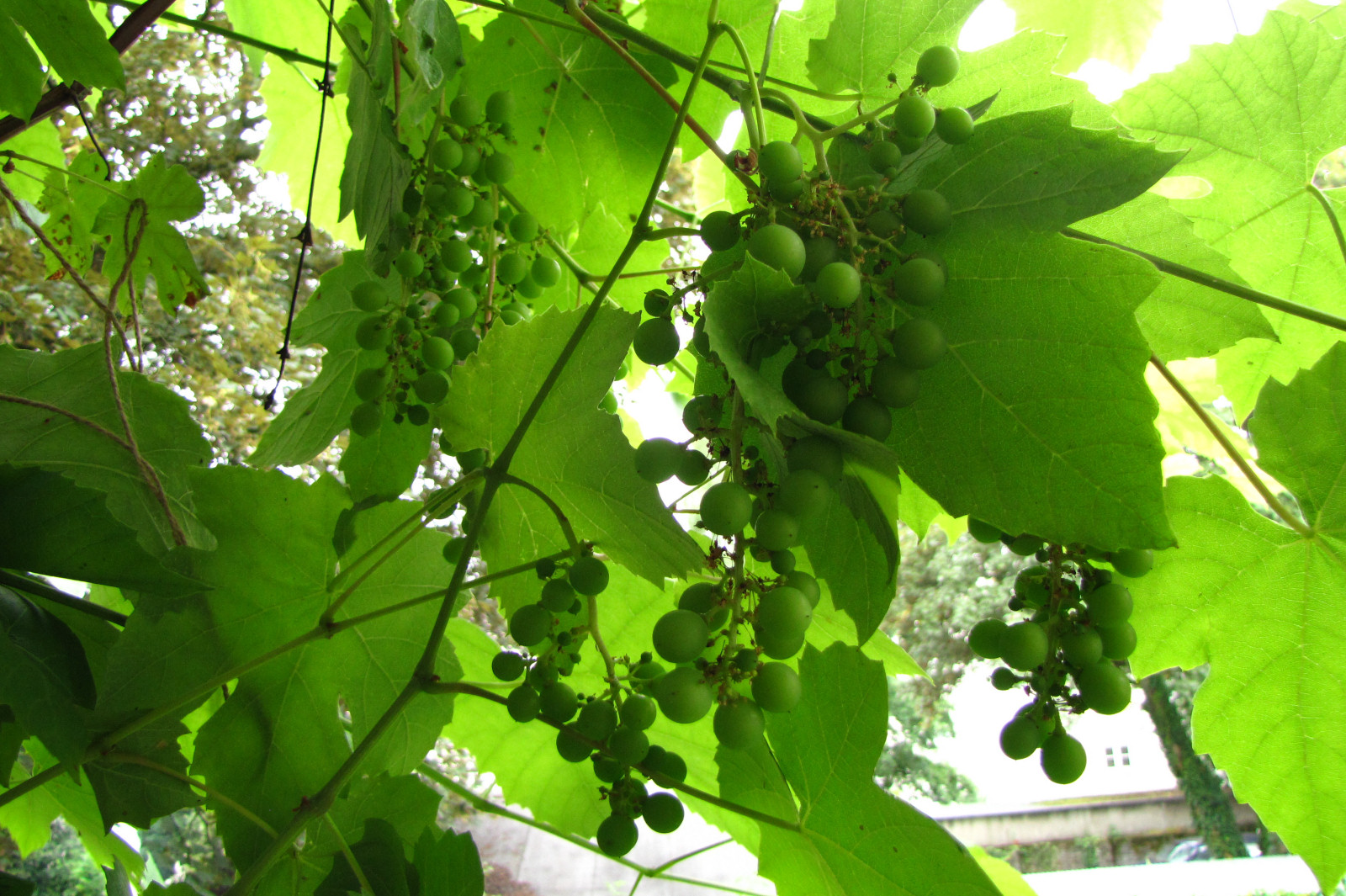 balconyveggies2015-150719-02.jpg