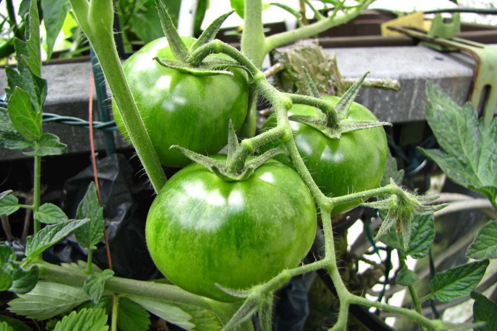 balconyveggies2015-150722-02.jpg