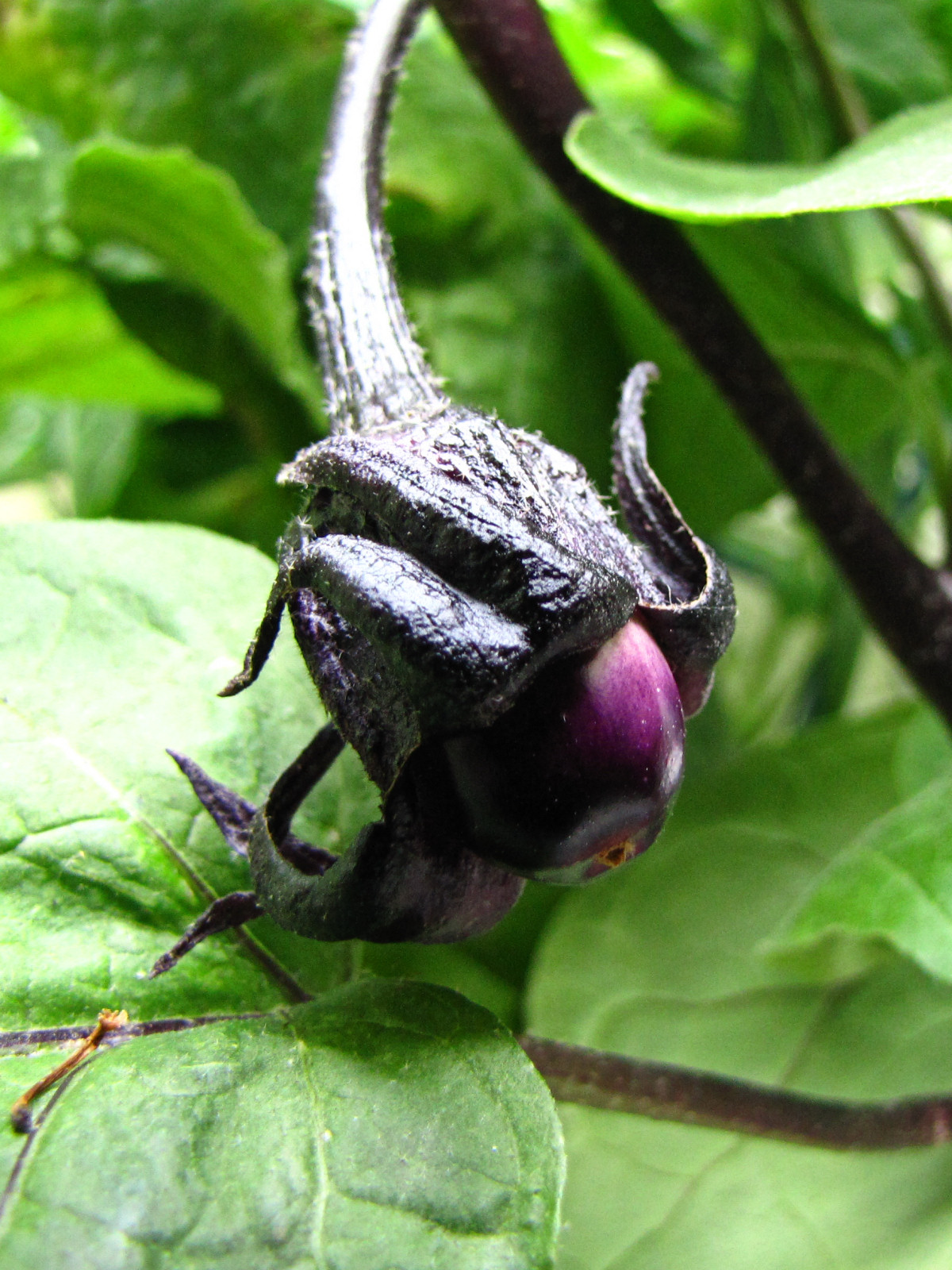balconyveggies2015-150723-01.jpg