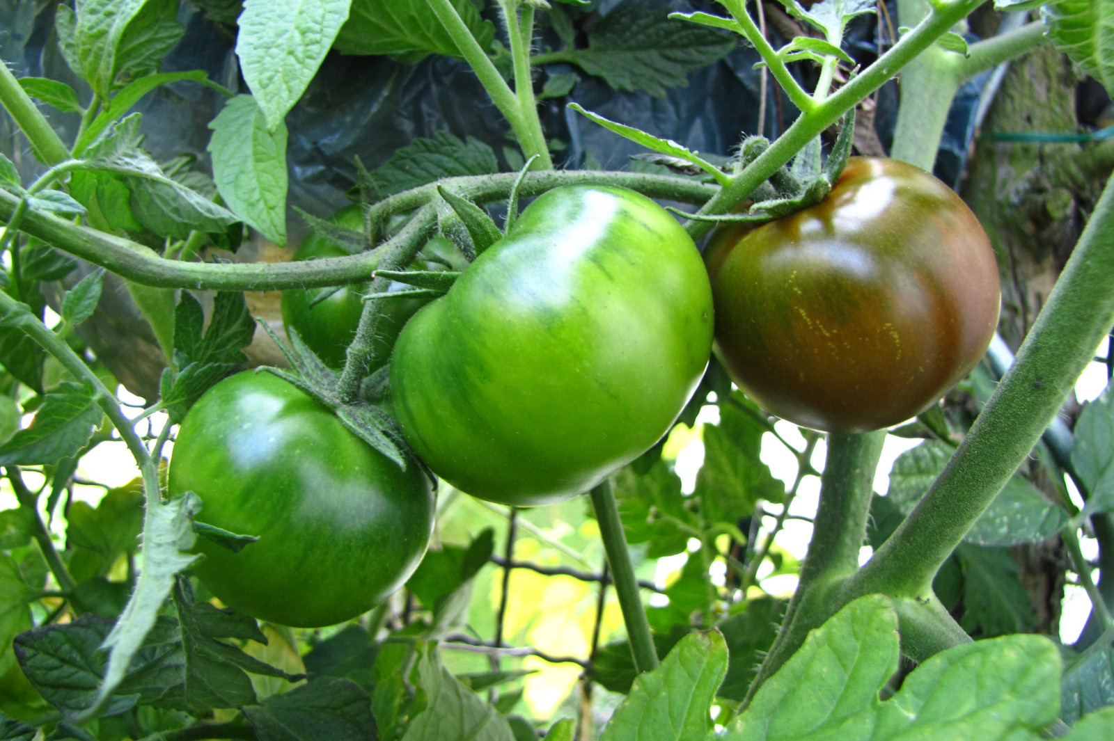 balconyveggies2015-150802-04.jpg