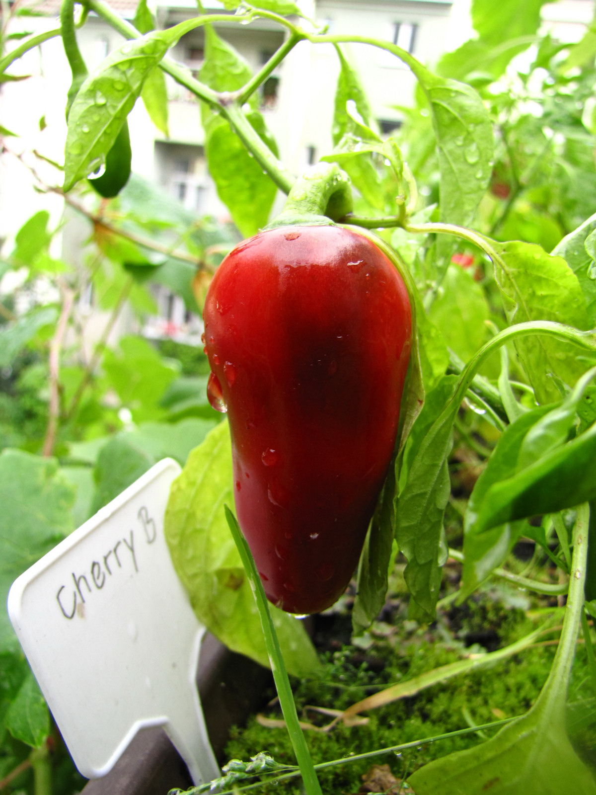 balconyveggies2015-150804-03.jpg