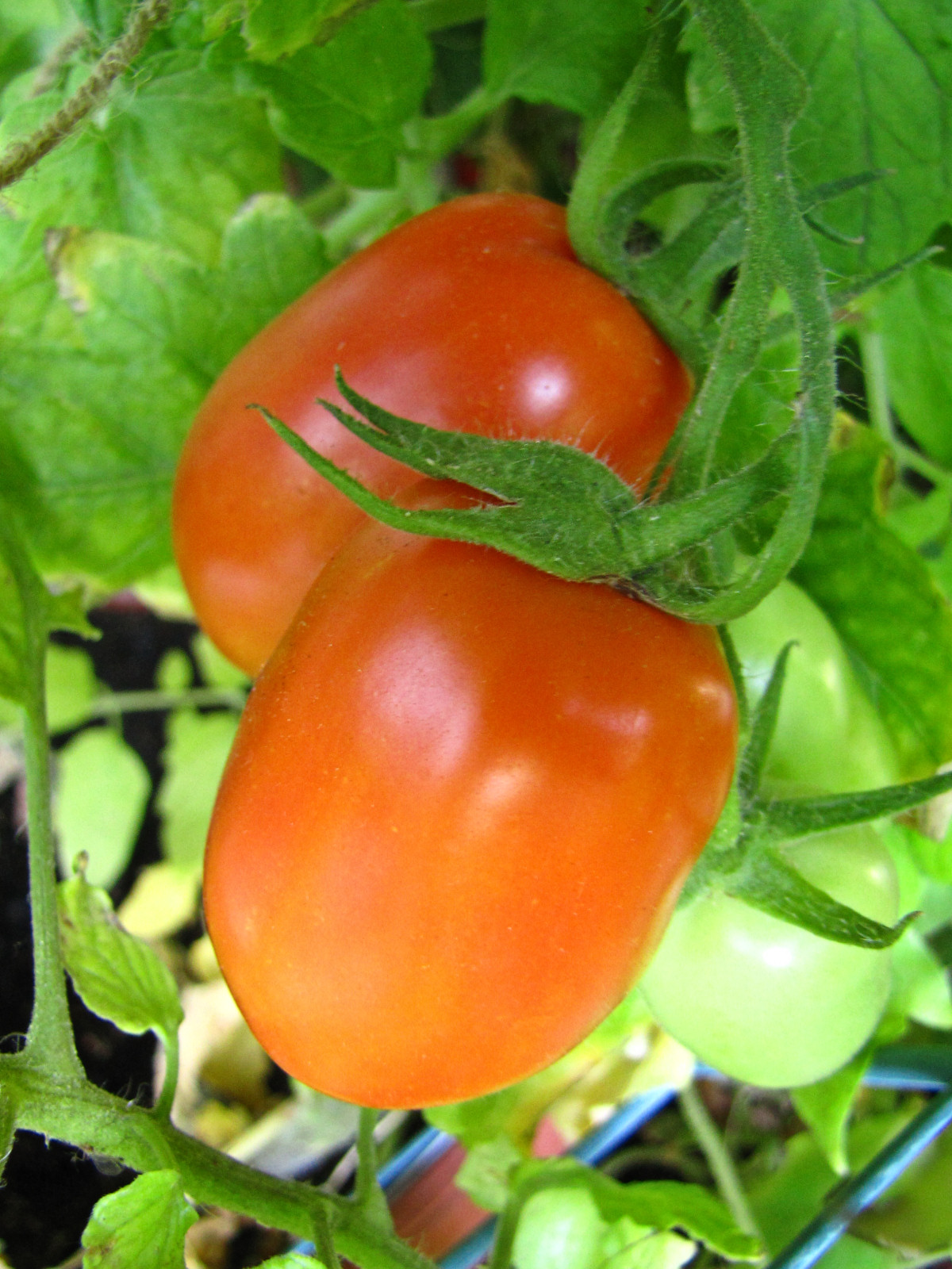 balconyveggies2015-150806-04.jpg