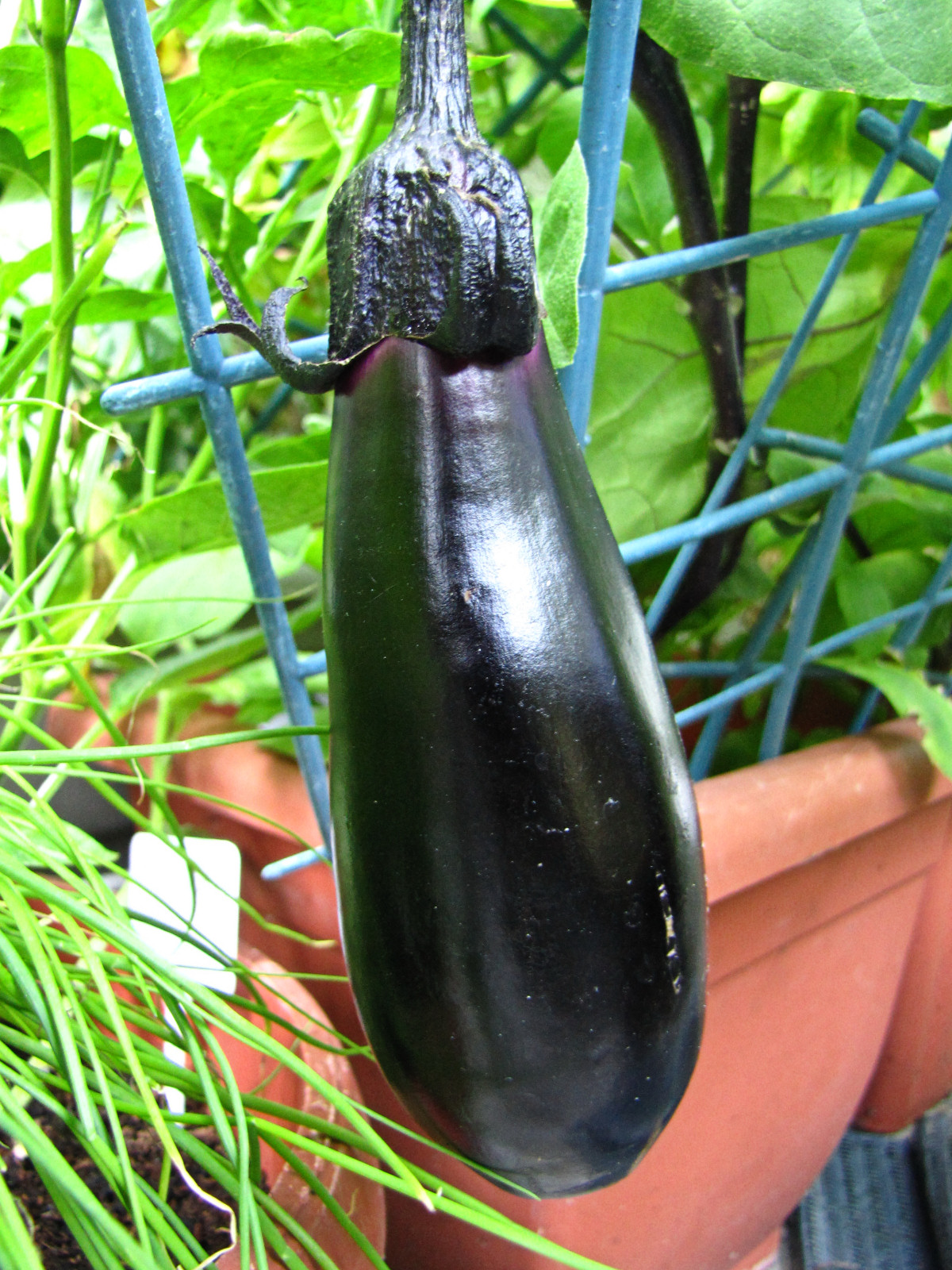 balconyveggies2015-150807-02.jpg