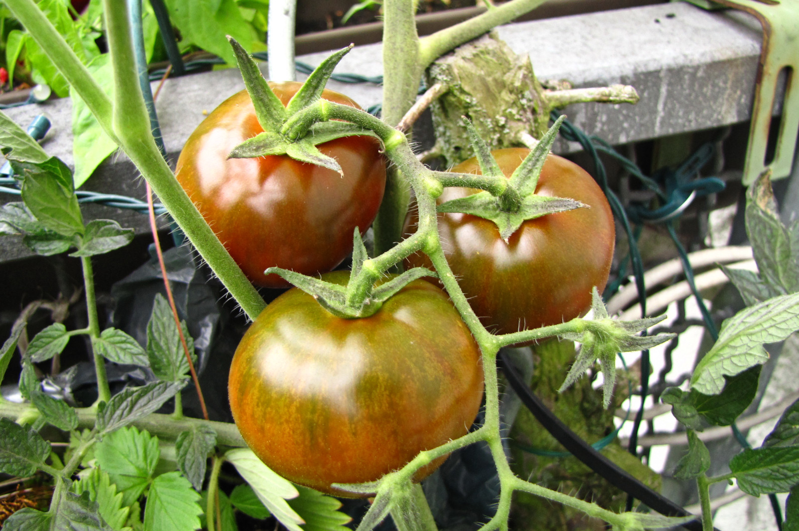balconyveggies2015-150808-01.jpg