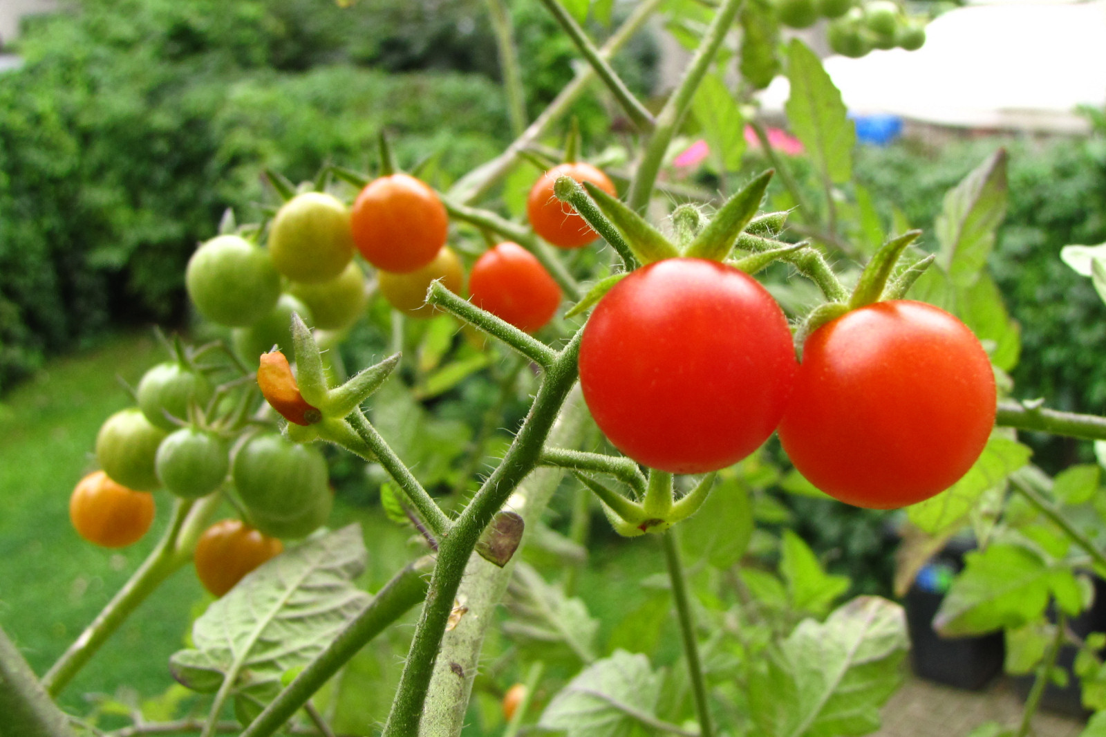 balconyveggies2015-150815-02.jpg