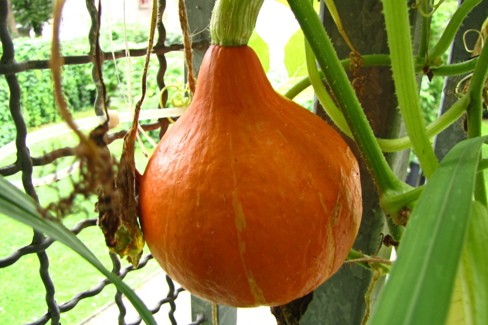 balconyveggies2015-150815-03.jpg