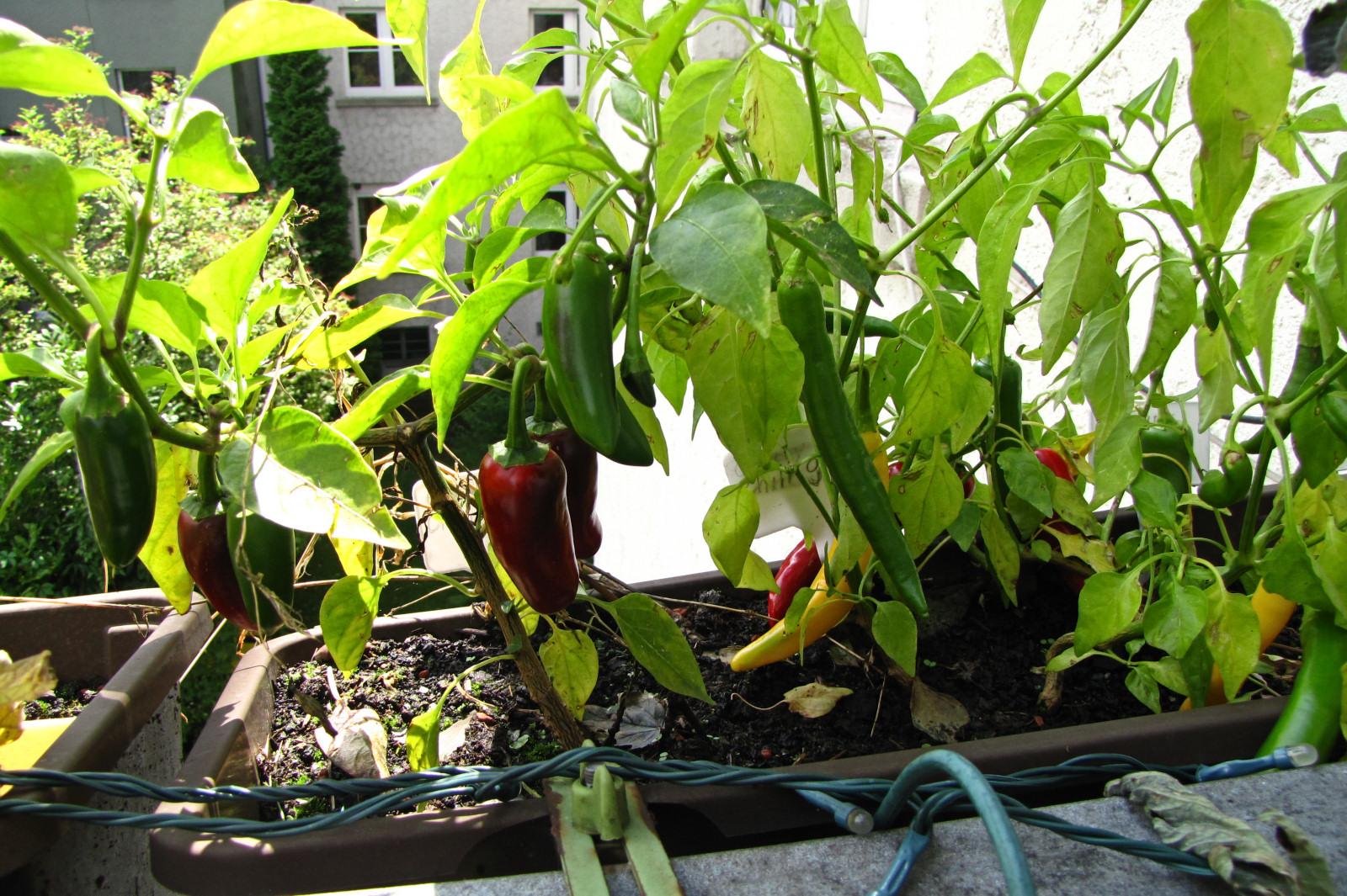 balconyveggies2015-150820-03.jpg