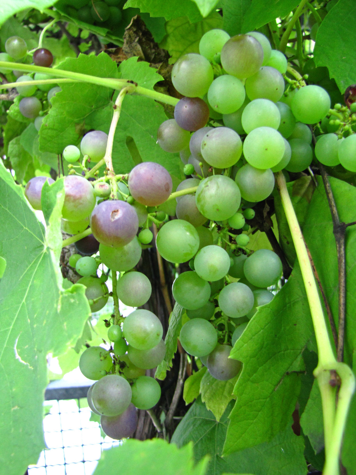 balconyveggies2015-150820-10.jpg