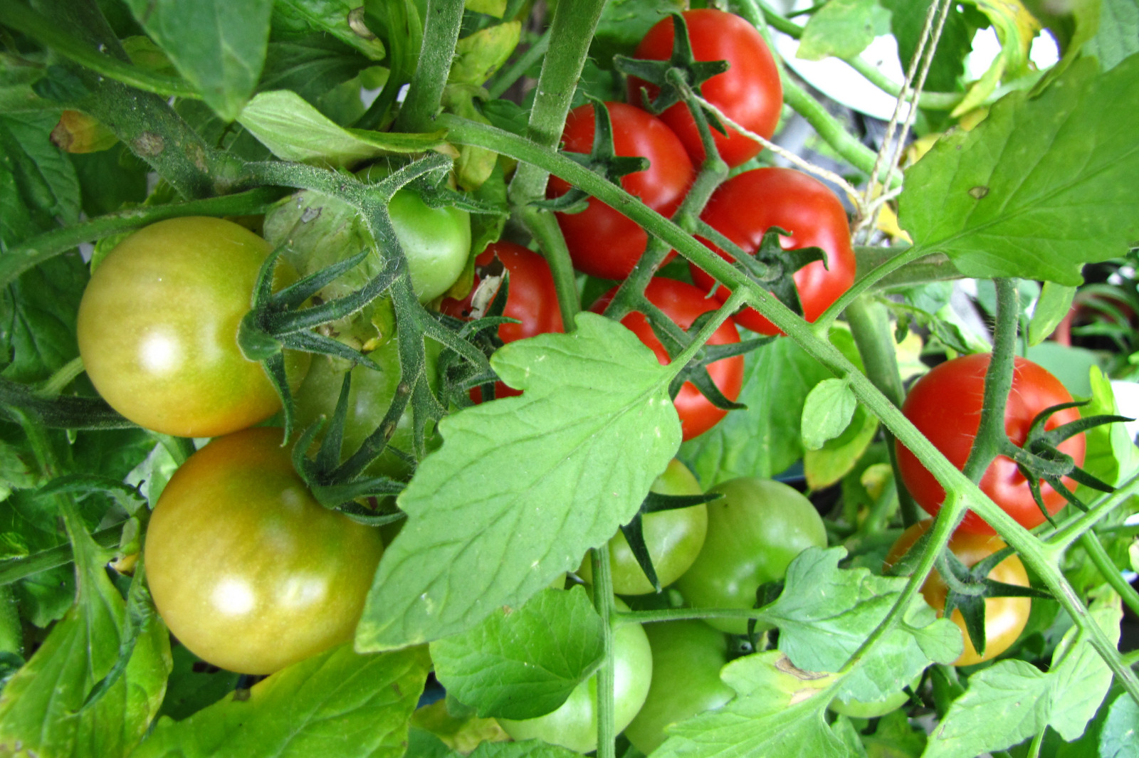 balconyveggies2015-150822-03.jpg