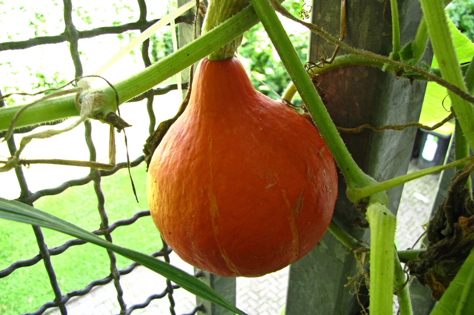 balconyveggies2015-150826-02.jpg