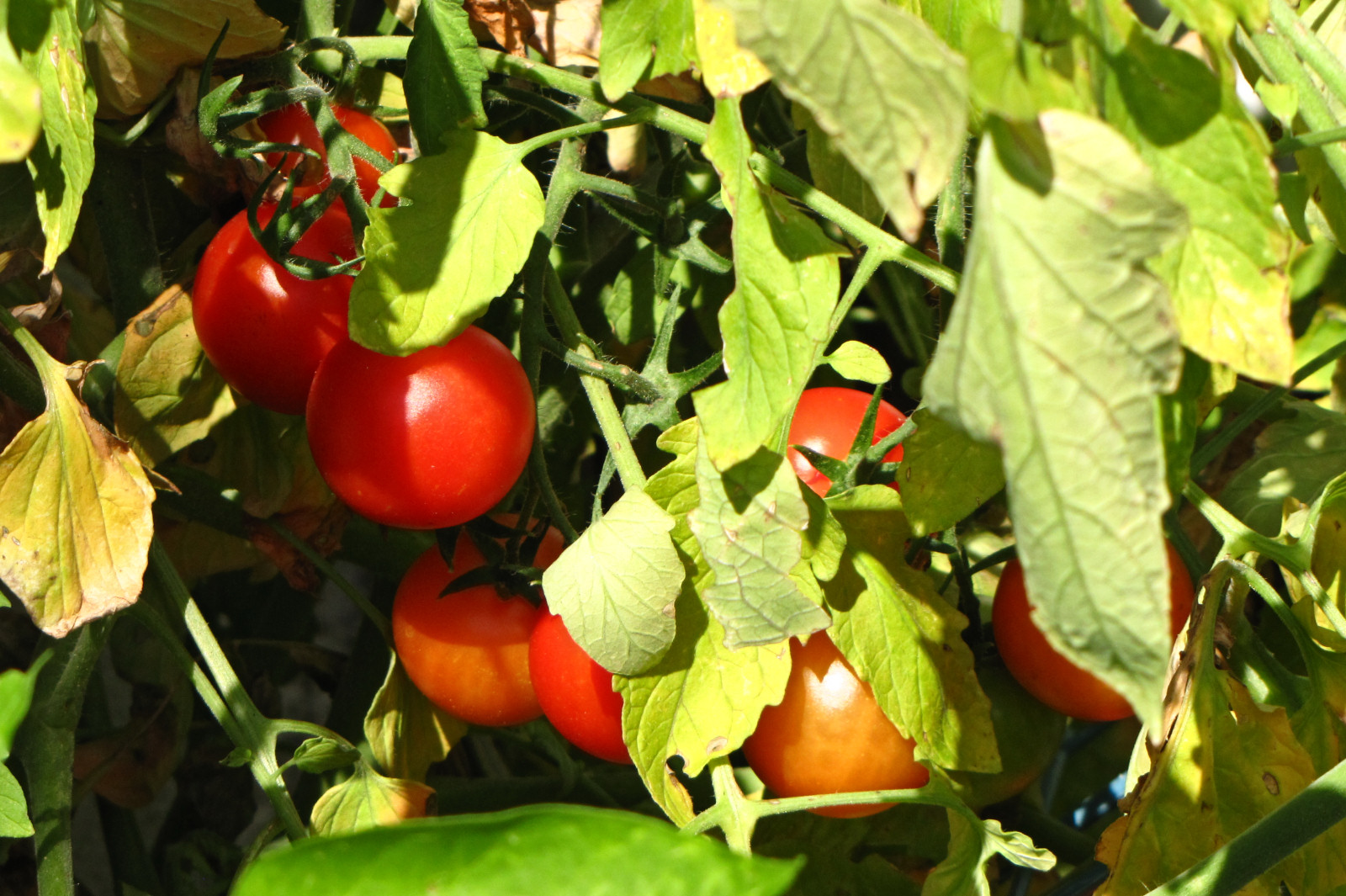 balconyveggies2015-150829-01.jpg