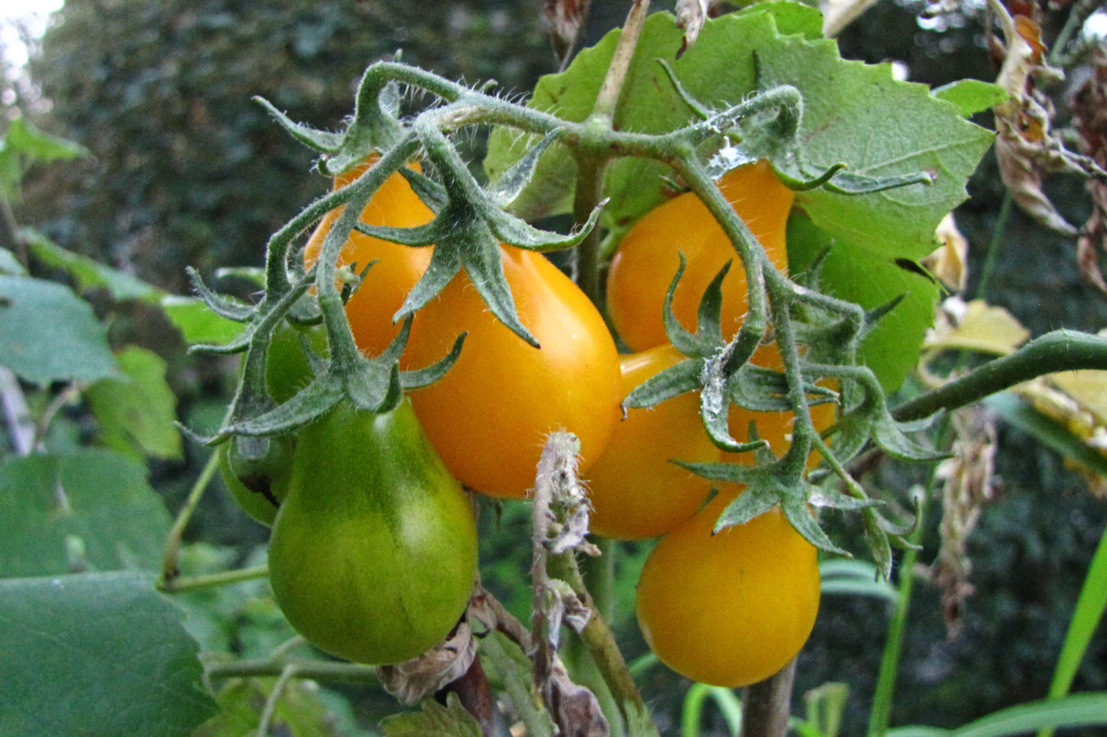 balconyveggies2015-150830-10.jpg