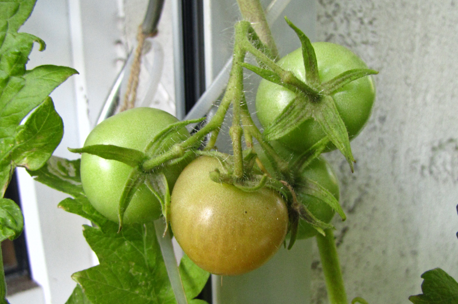balconyveggies2015-150906-04.jpg