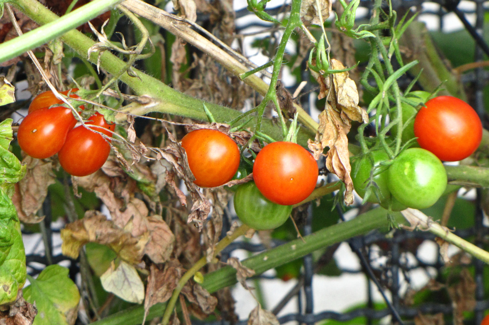 balconyveggies2015-150915-02.jpg