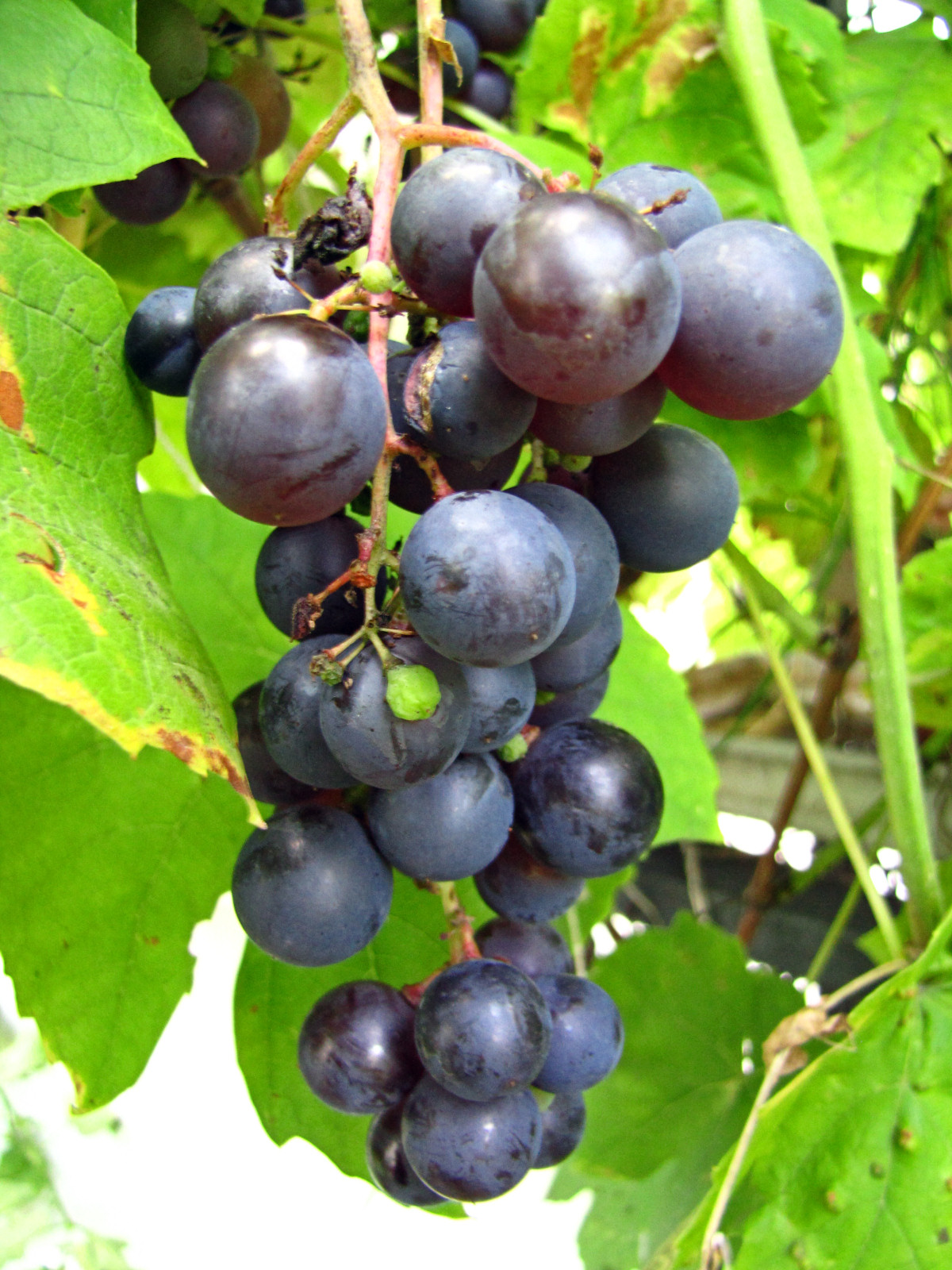 balconyveggies2015-150915-04.jpg