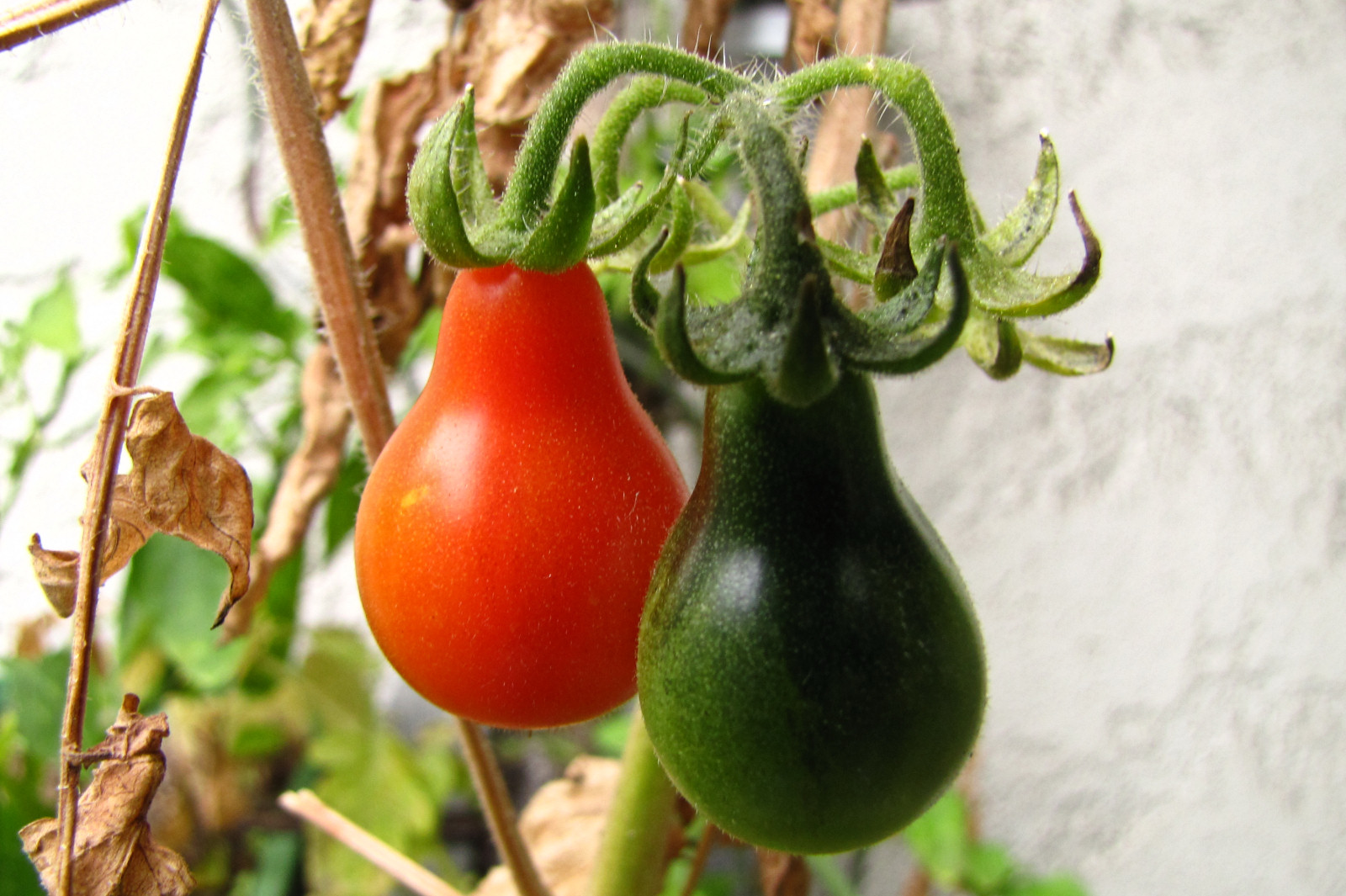 balconyveggies2015-150918-02.jpg
