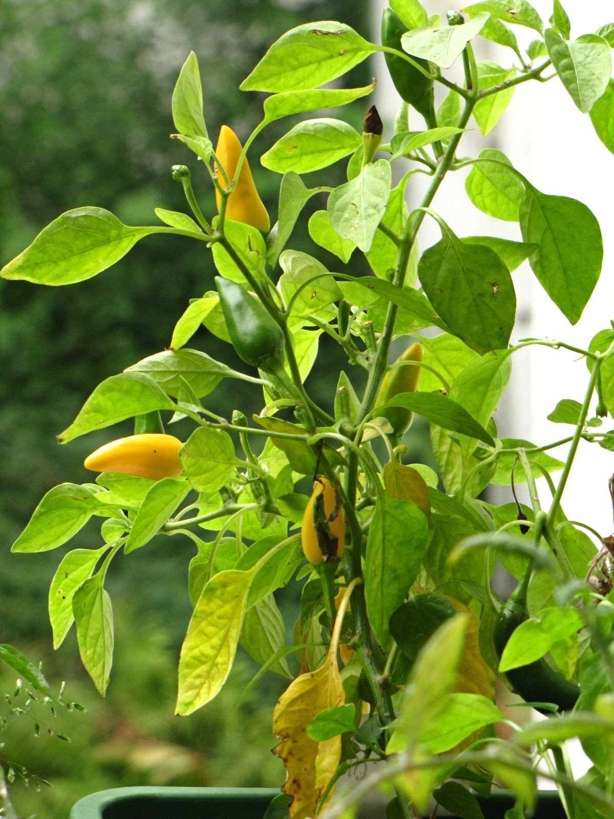 balconyveggies2015-150919-02.jpg