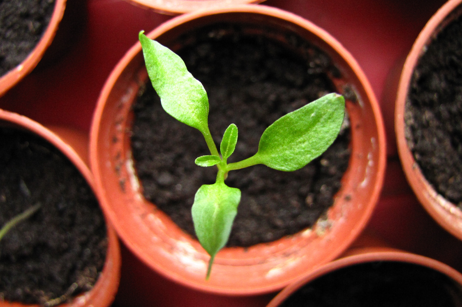 balconyveggies160305-01.jpg