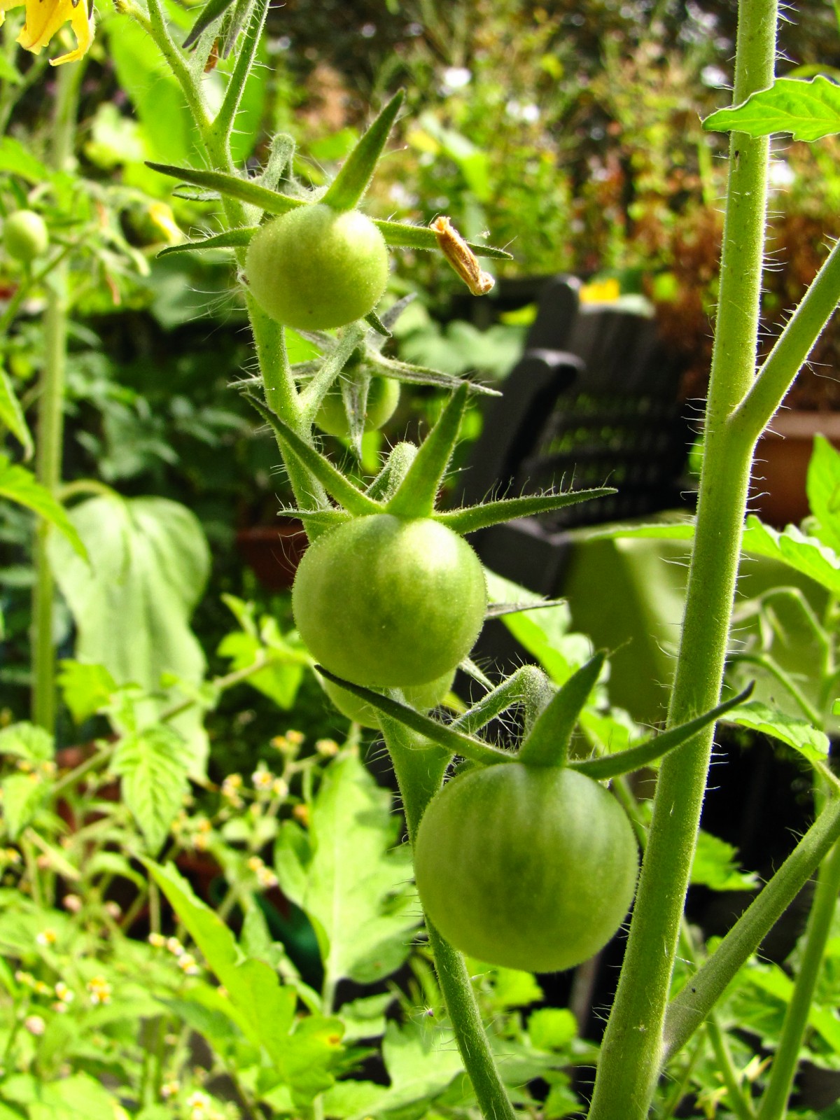 balconyveggies160724-01.jpg