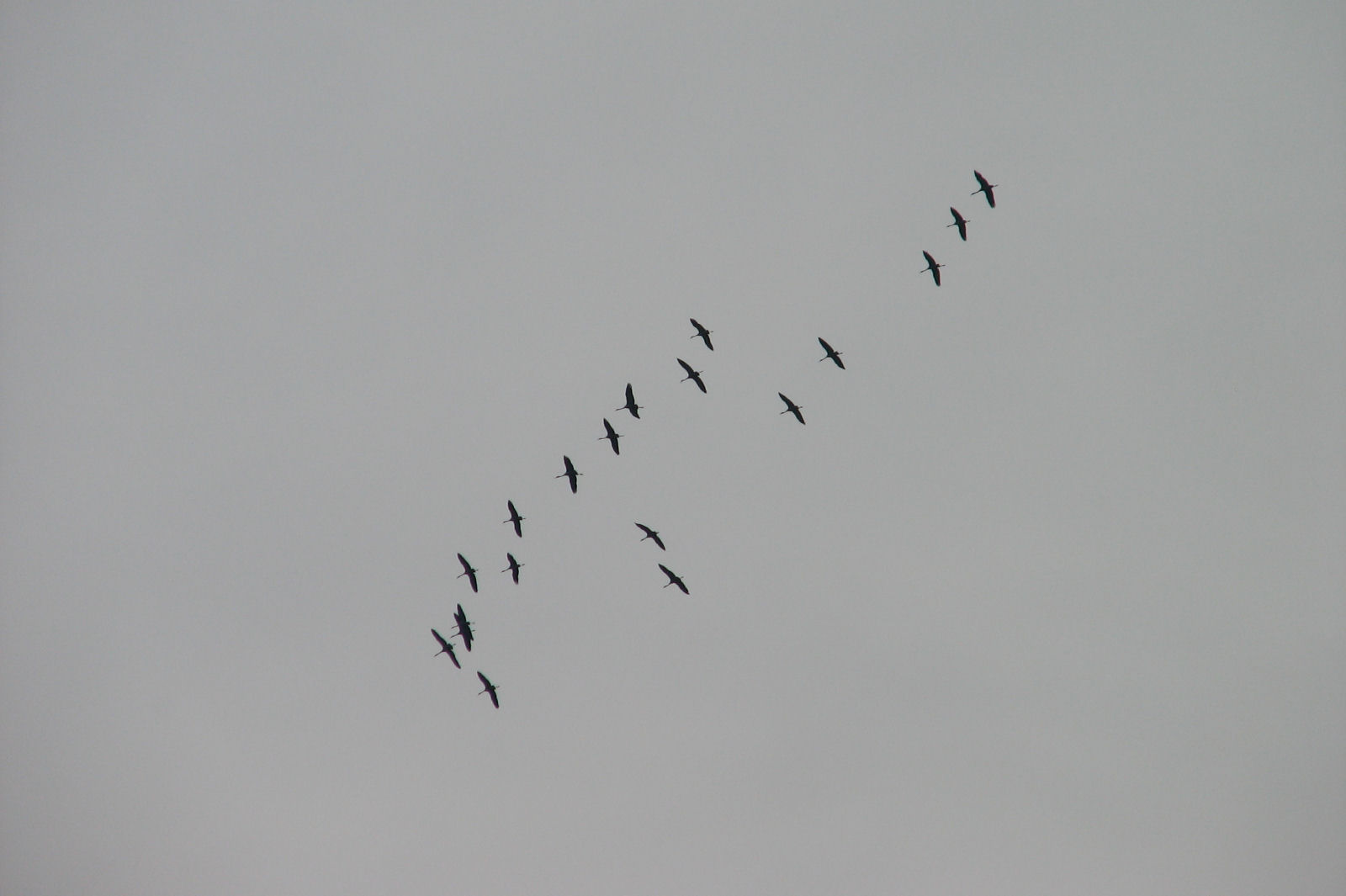 Migrating Cranes
