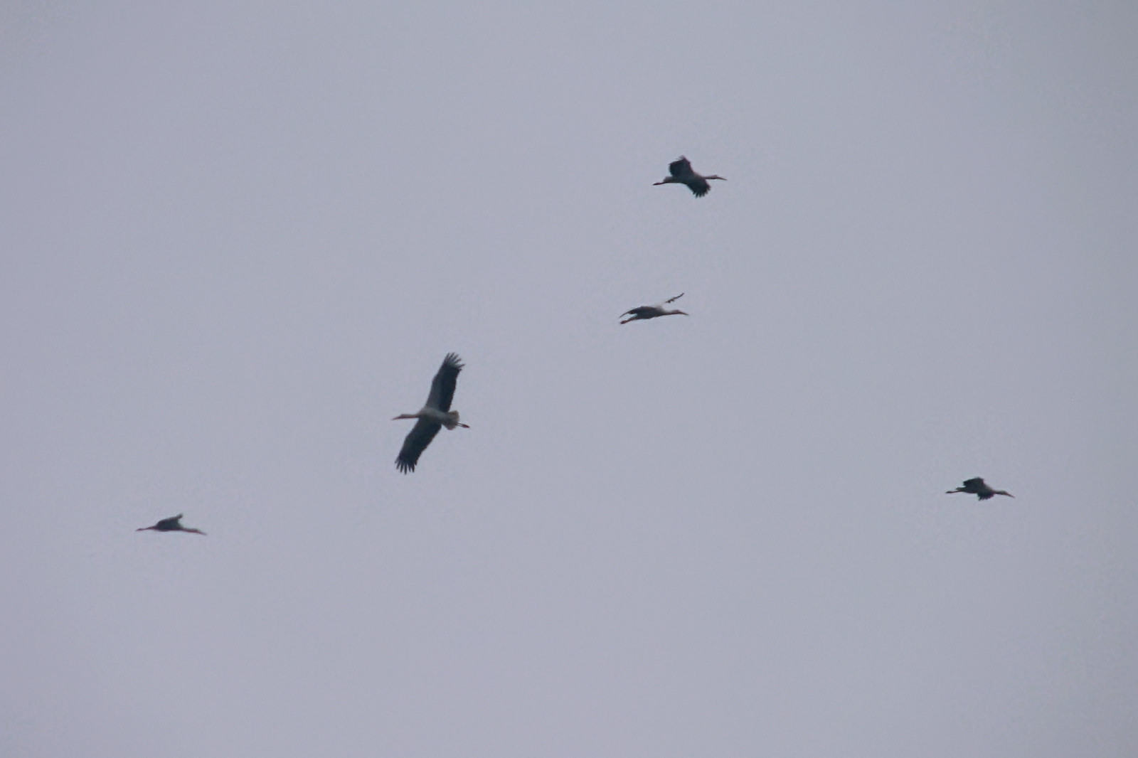 Migrating Cranes
