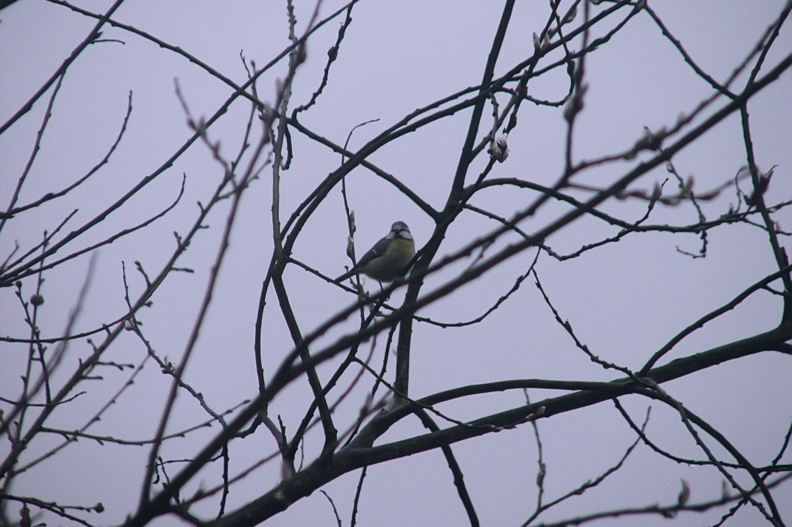 Bluetit
