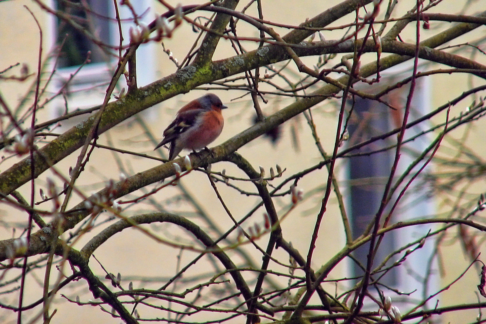 Chaffinch
