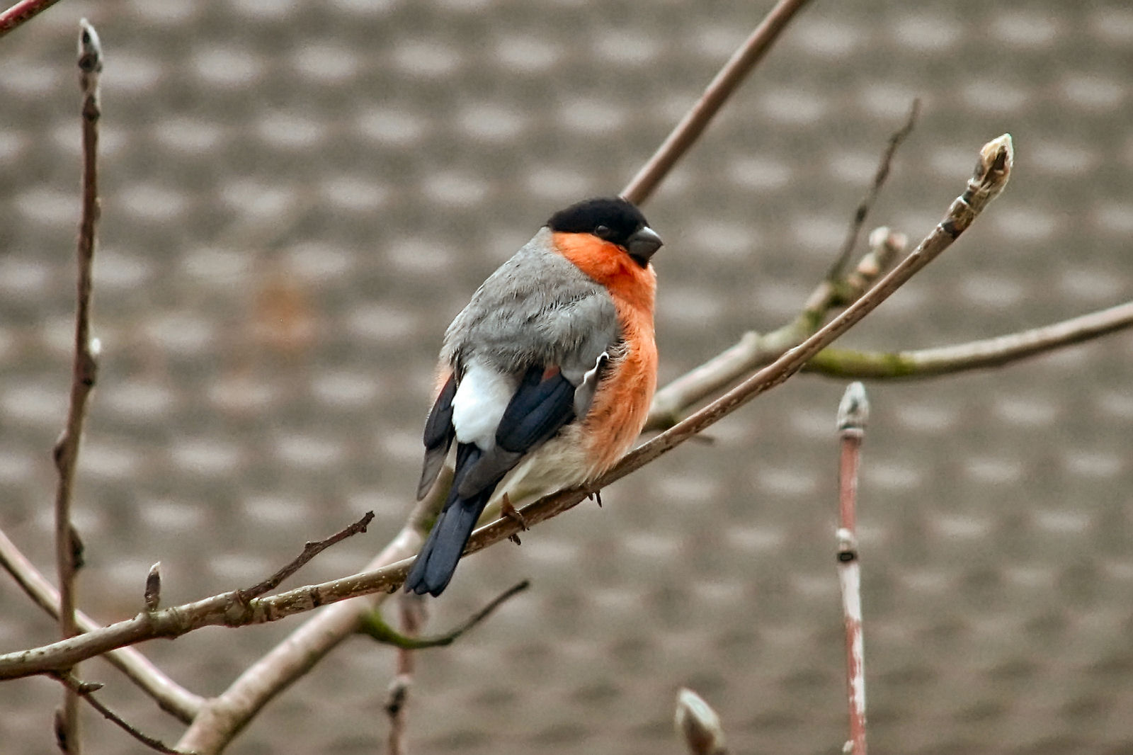 Bullfinch
