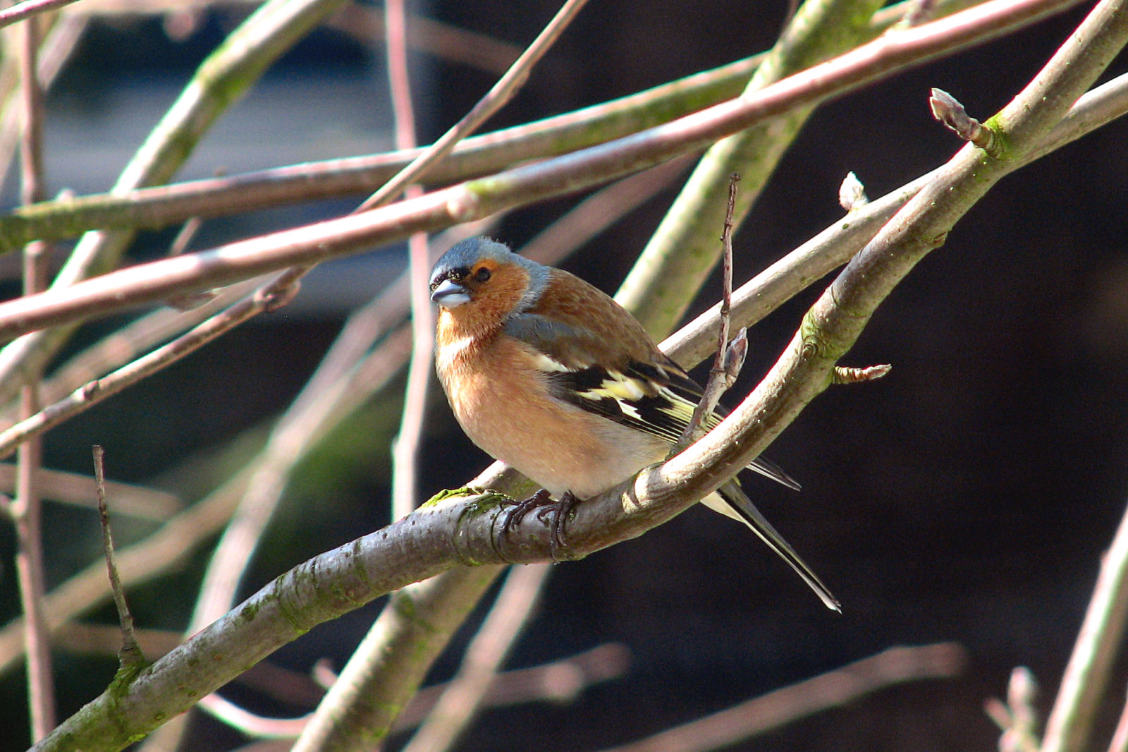 Chaffinch
