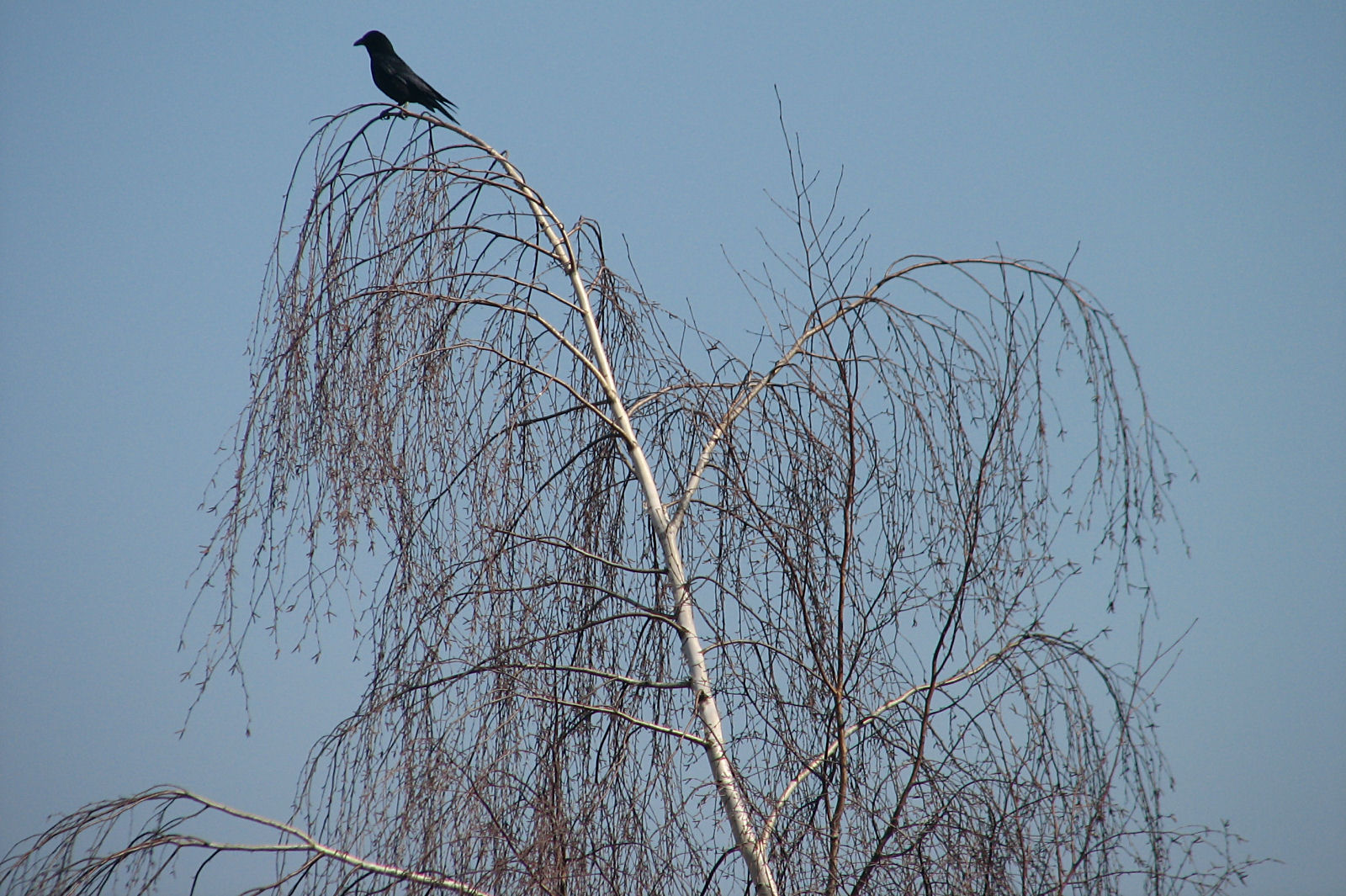 Raven or Crow
