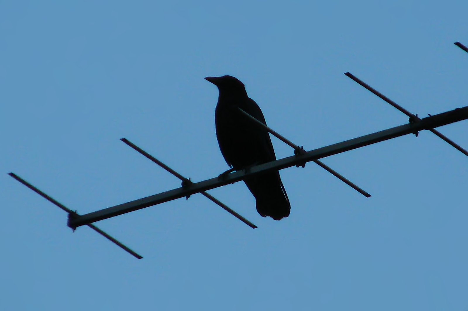 Raven or Crow
