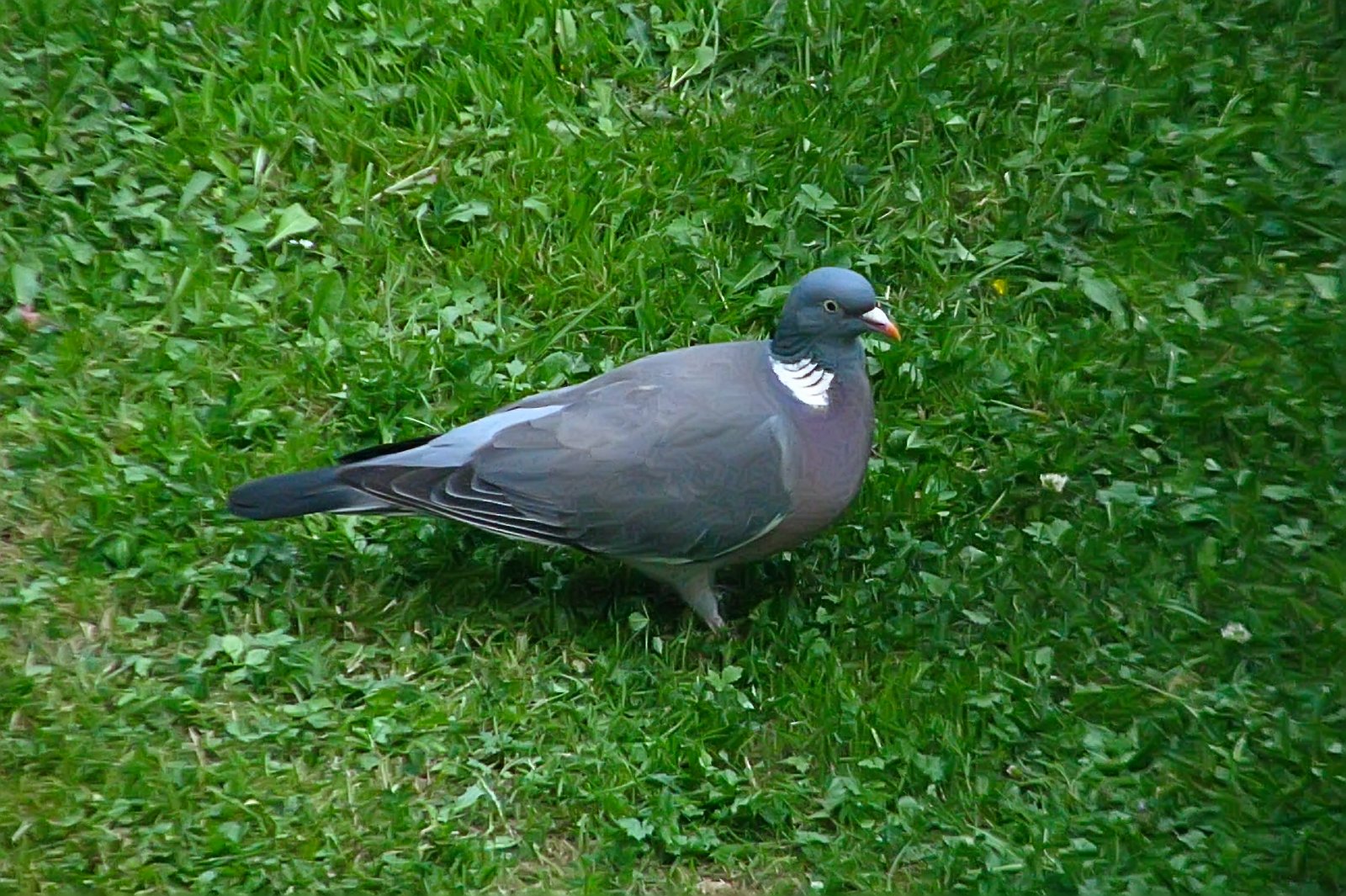Wood Pigeon
