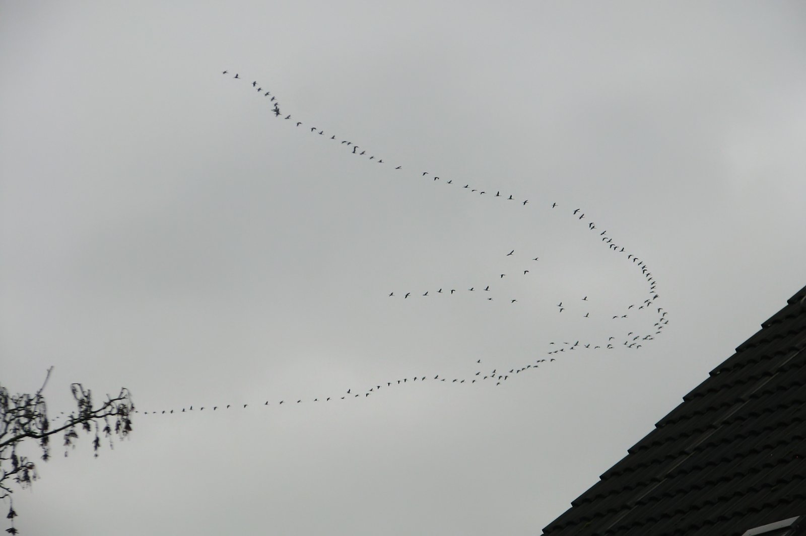 Migration, probably Geese or Cranes
