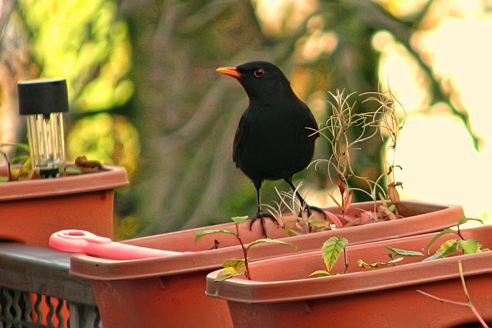 Blackbird Male
