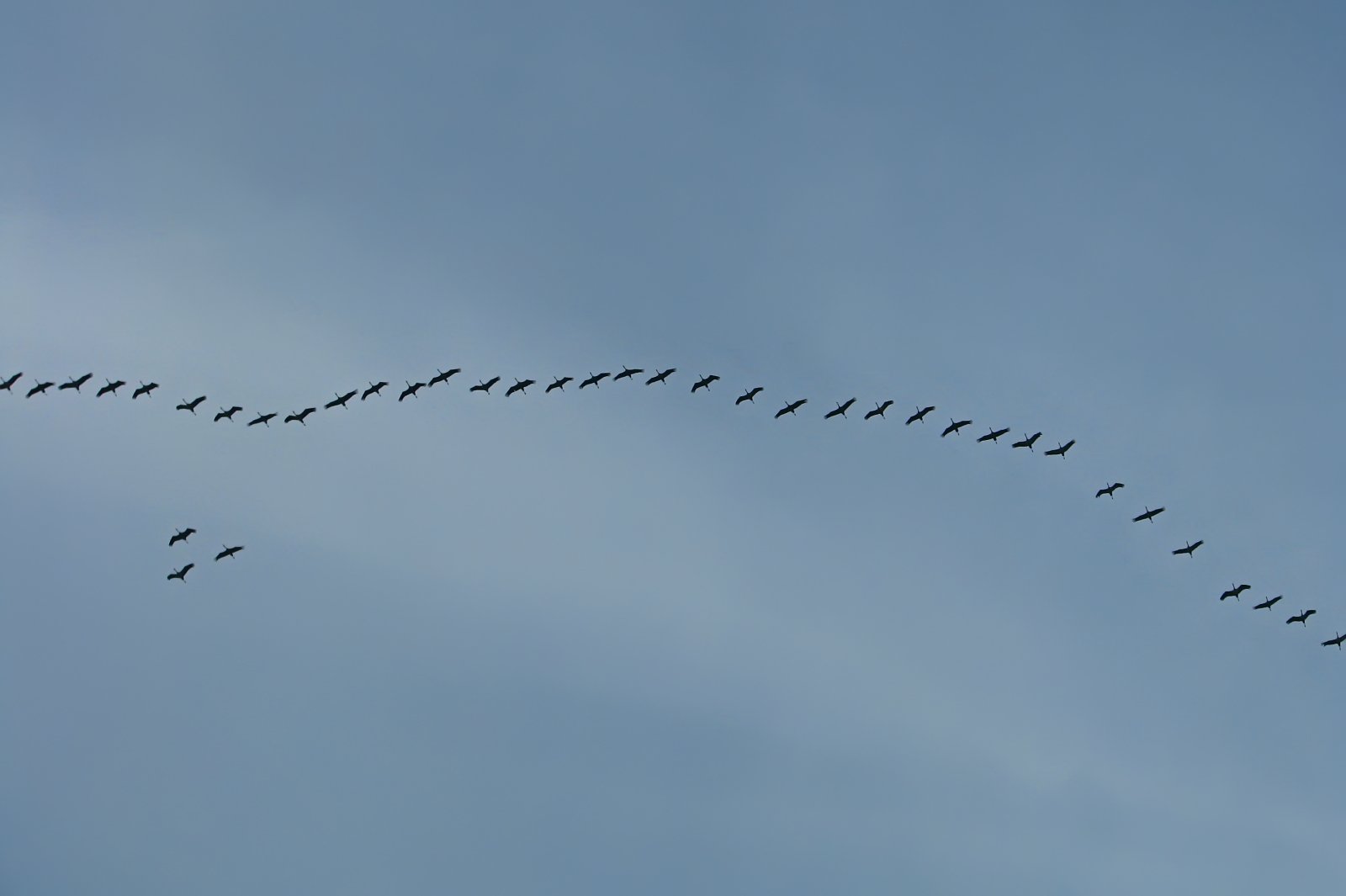Migrating Cranes
