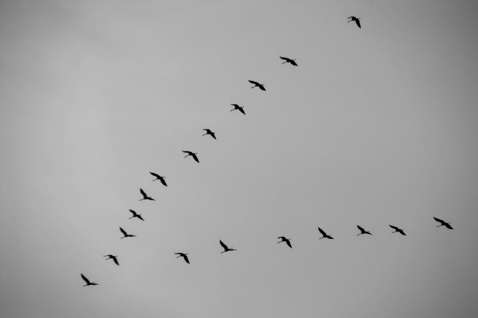 Migrating Cranes
