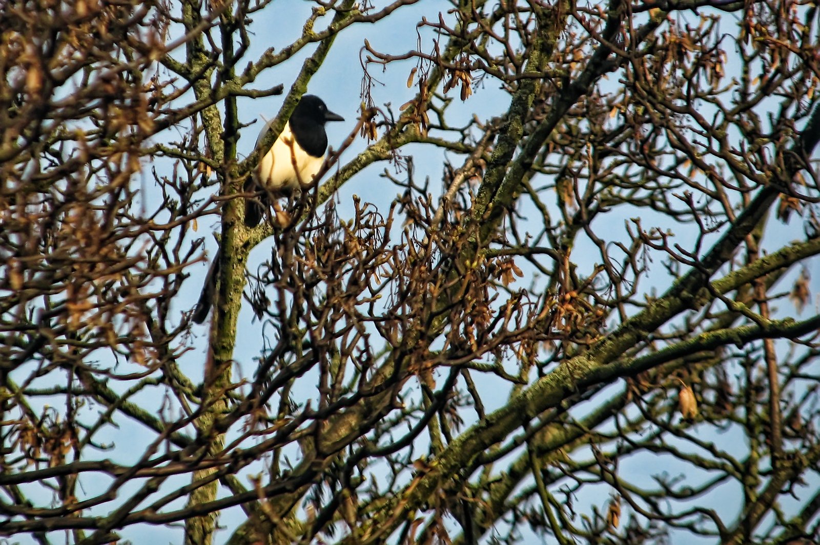 Magpie
