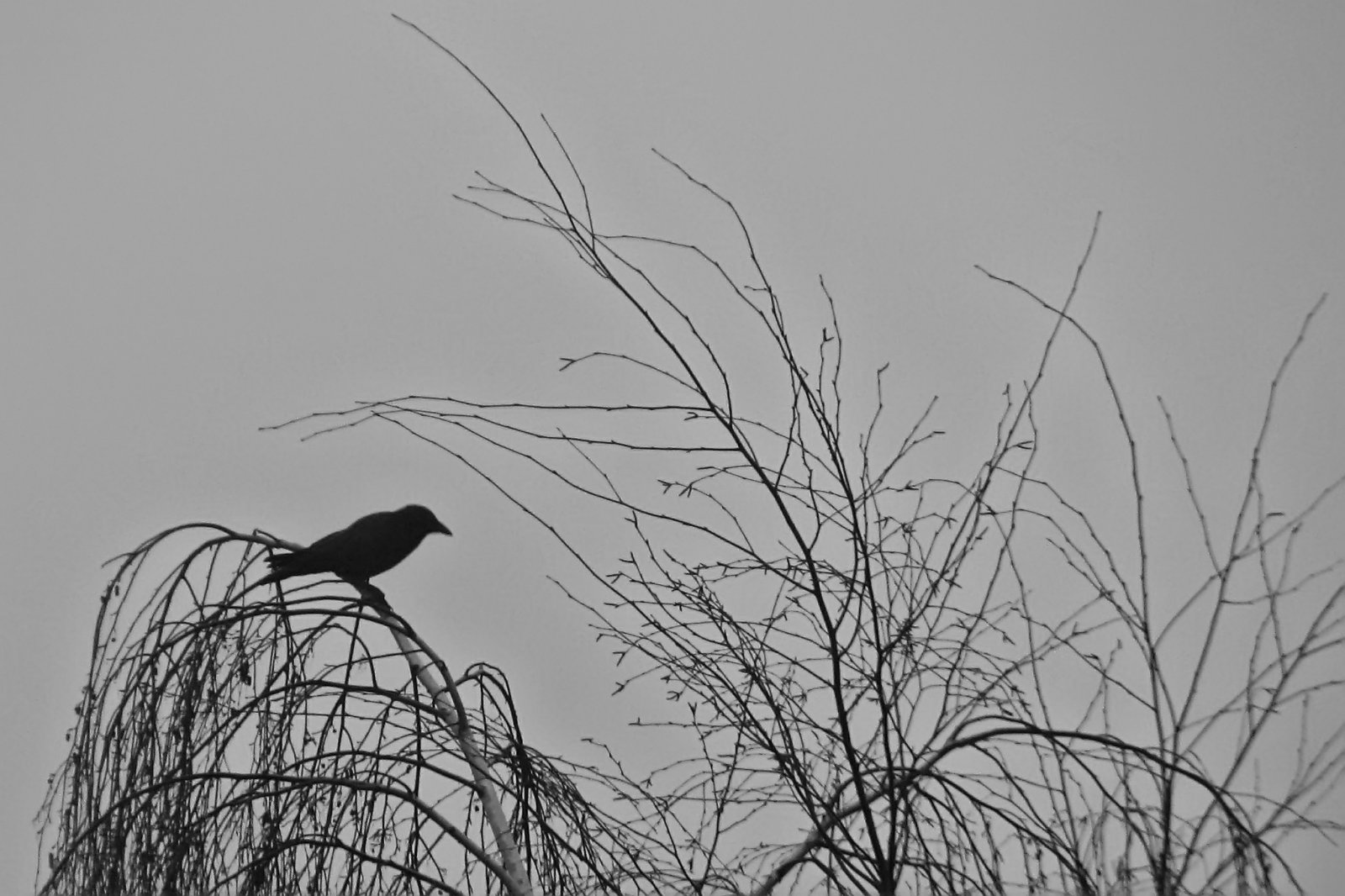 Raven or Crow
