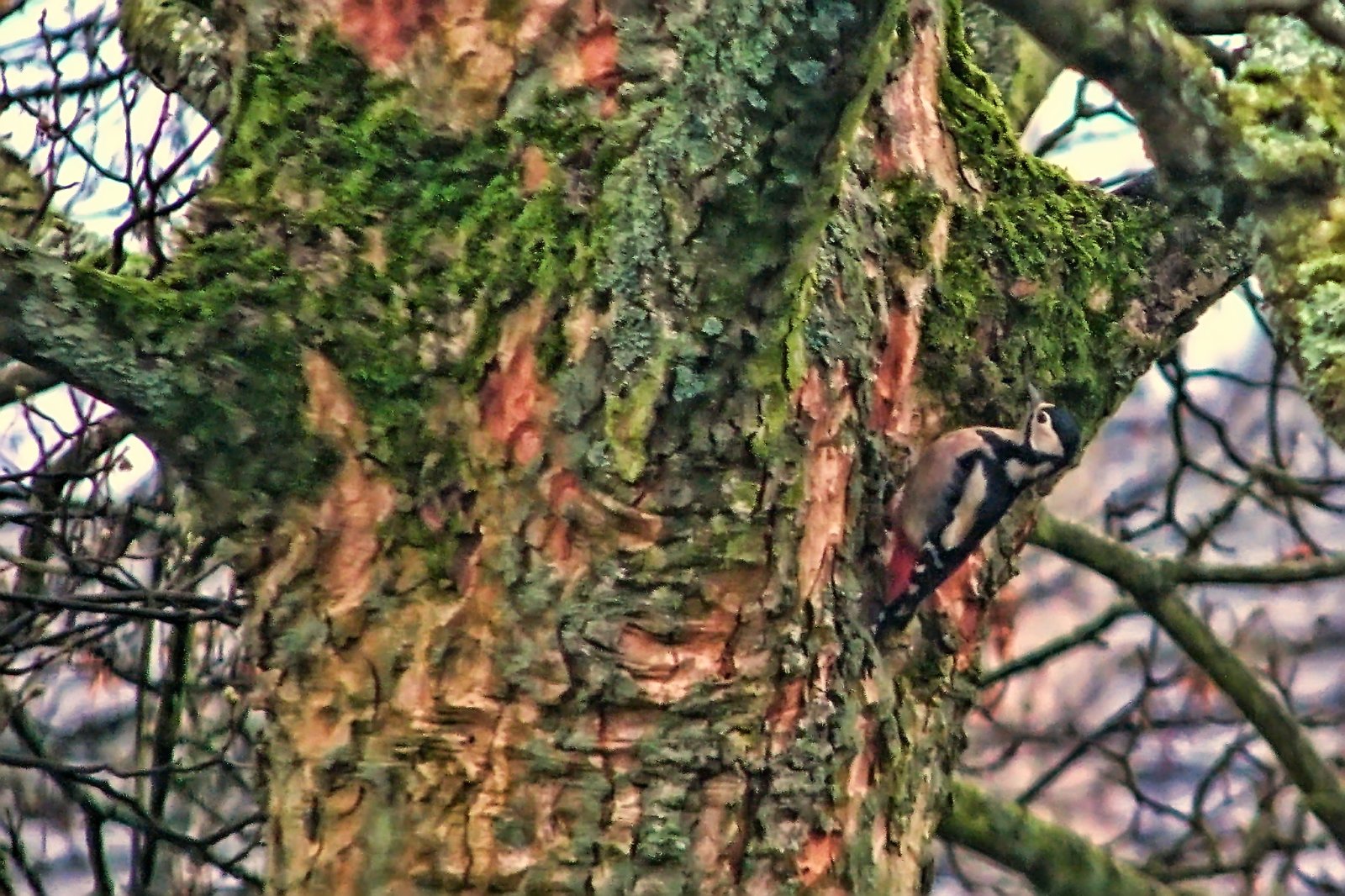 Great Spotted Woodpecker
