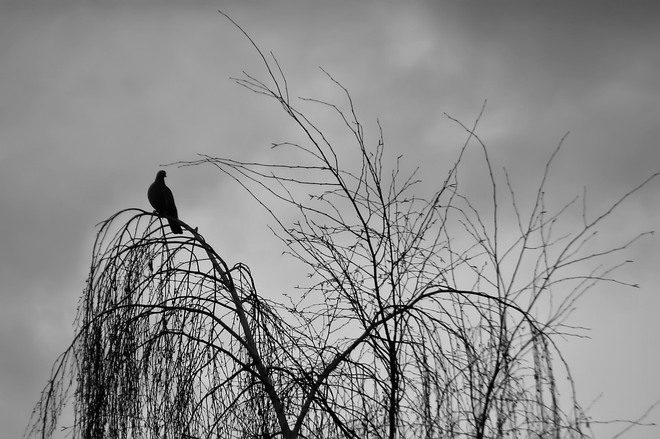 Wood Pigeon
