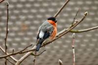 130329bullfinch.jpg