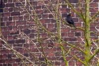130411blackbird.jpg