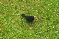 130423blackbird.jpg