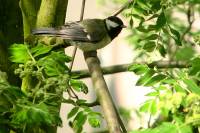 130501kohlmeise.jpg